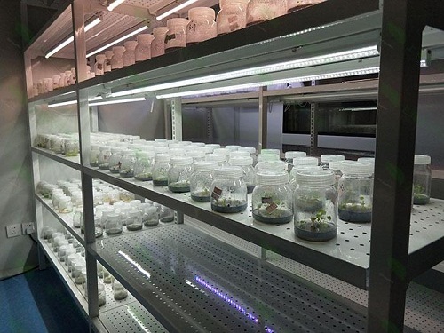 青浦植物组织培养实验室设计建设方案